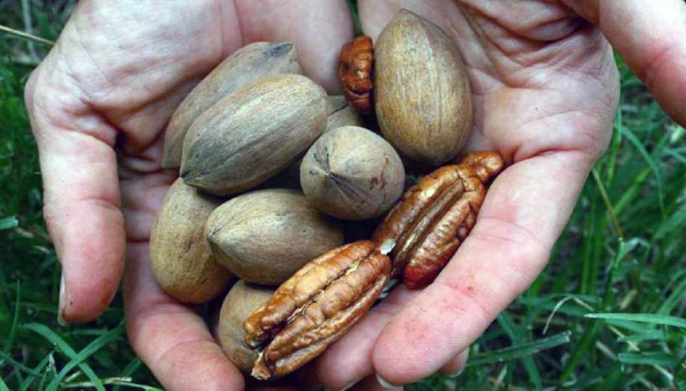 nuez-pecan (1).jpg