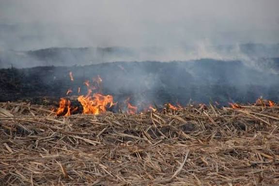 El retroceso del fuego en los campos: "Hace 20 años se quemaba el 90% de la caña y hoy estamos en torno al 4%"