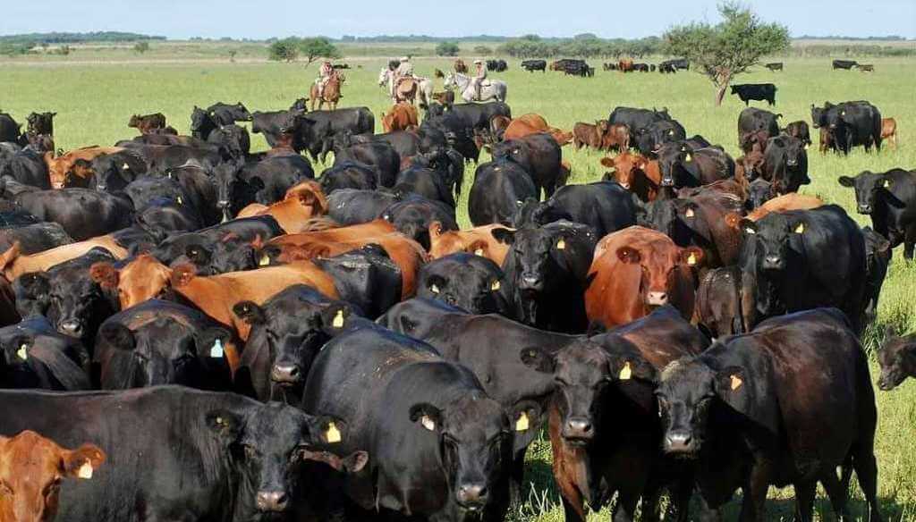 Las inundaciones obligaron a evacuar más de 147.000 animales en cinco provincias argentinas
