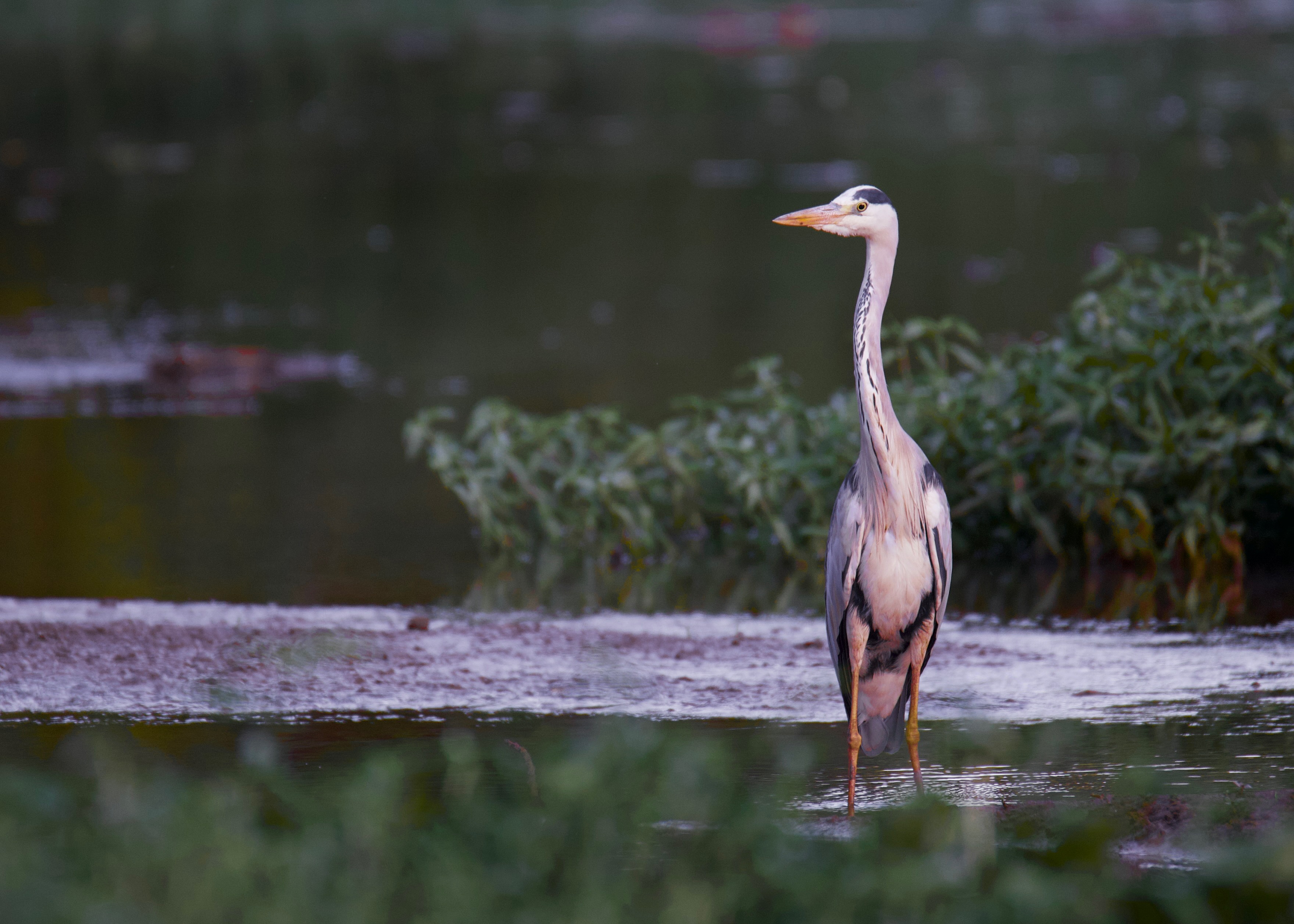 Grey Heron