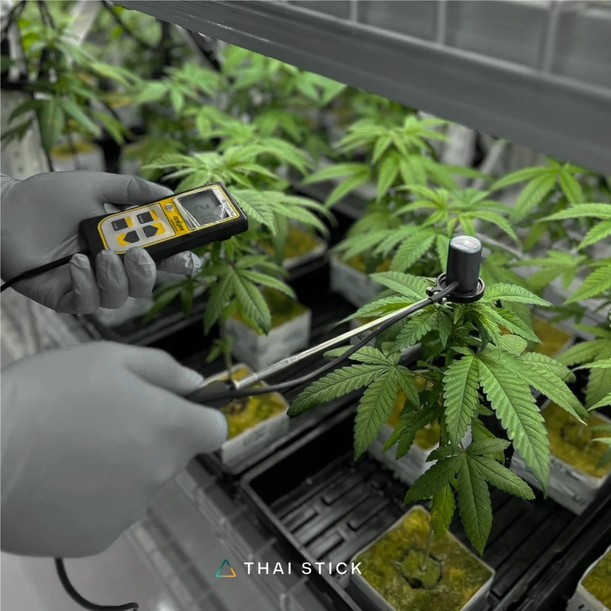 Thai Stick, cannabis farm in Thailand