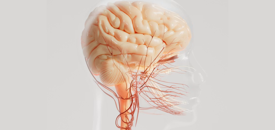 Osteopathy blog article about Vagus Nerve Dysfunction & Headaches: How Osteopathy Restores Nervous System Balance
