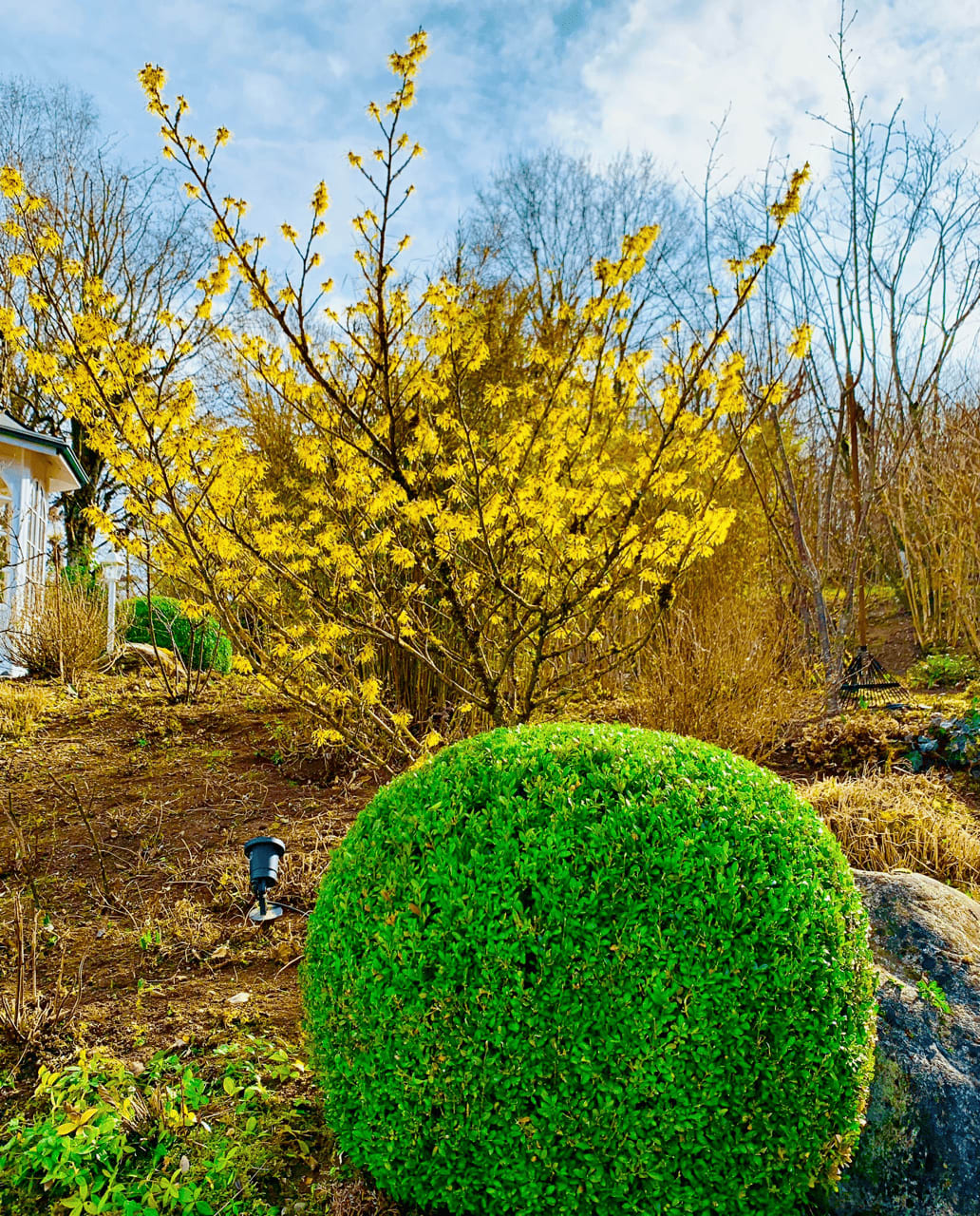 Gartengestaltung mit Staudenbeet von Horsch Gartenbau