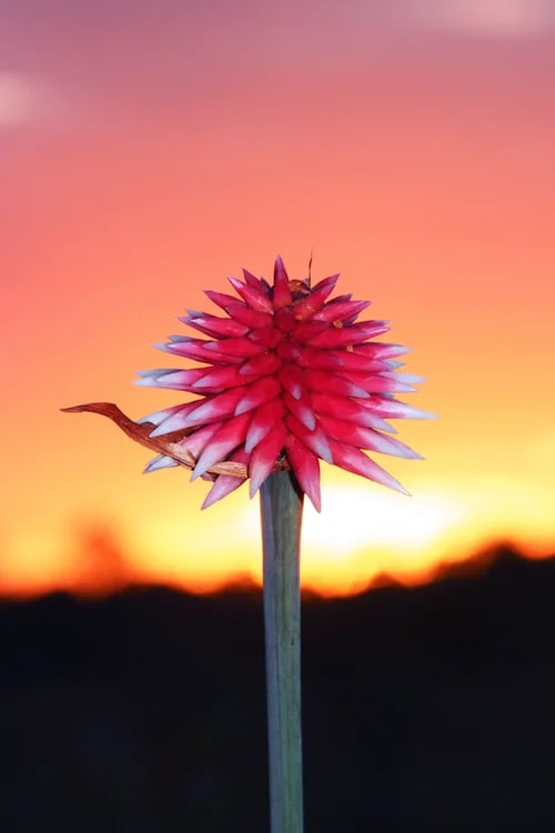 Flor de Inírida