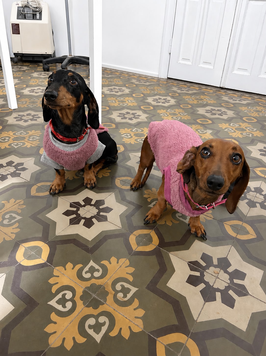 Maby y Moly Carabajal - paciente de Urgencias Veterinarias Santa Fe