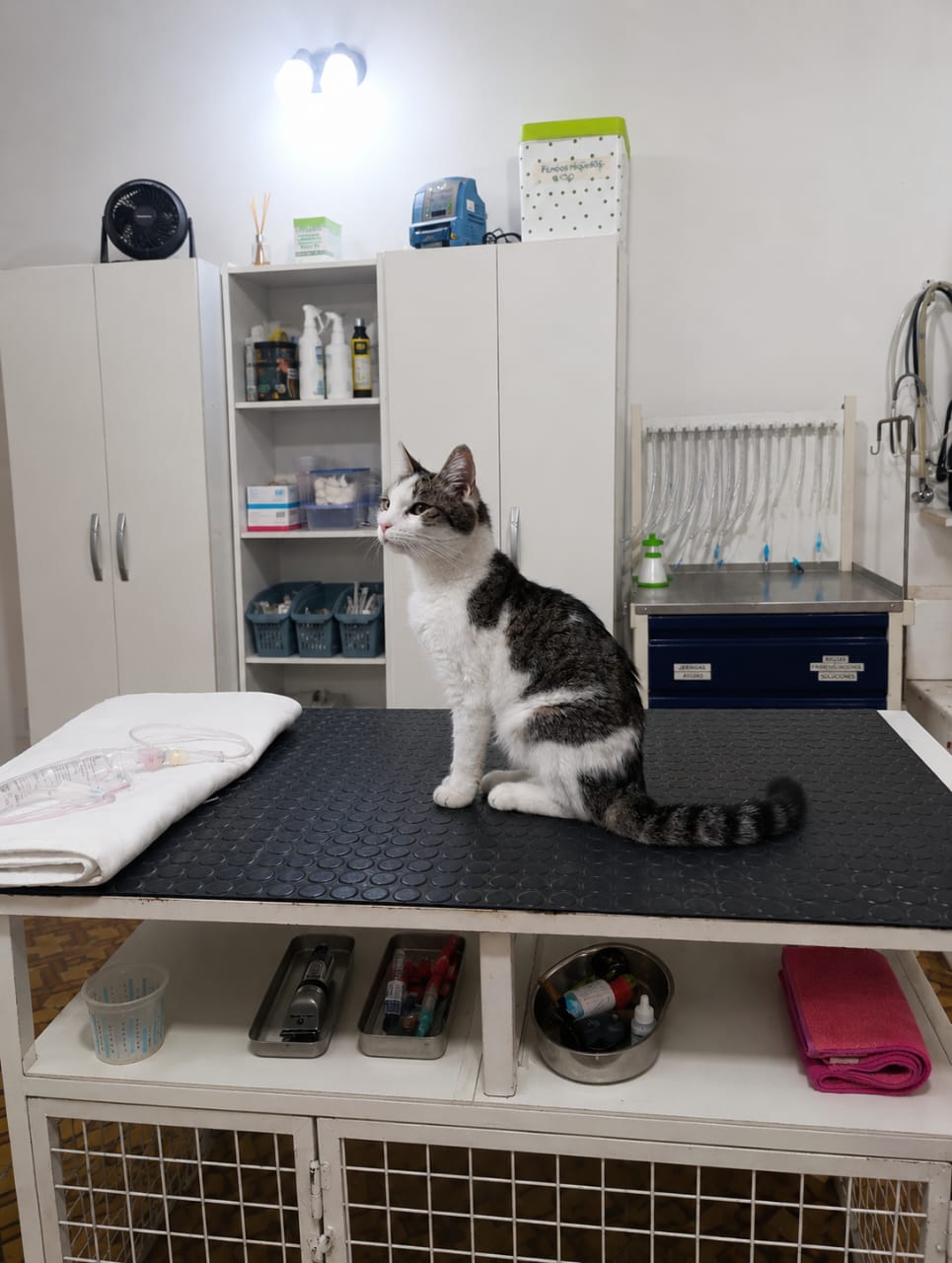Aquiles Ramírez - paciente de Urgencias Veterinarias Santa Fe