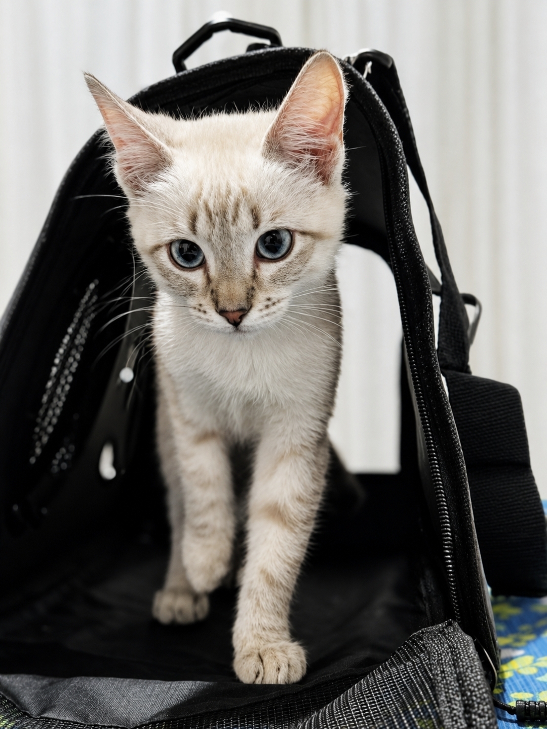 Kitty Anacabe - paciente de Urgencias Veterinarias Santa Fe