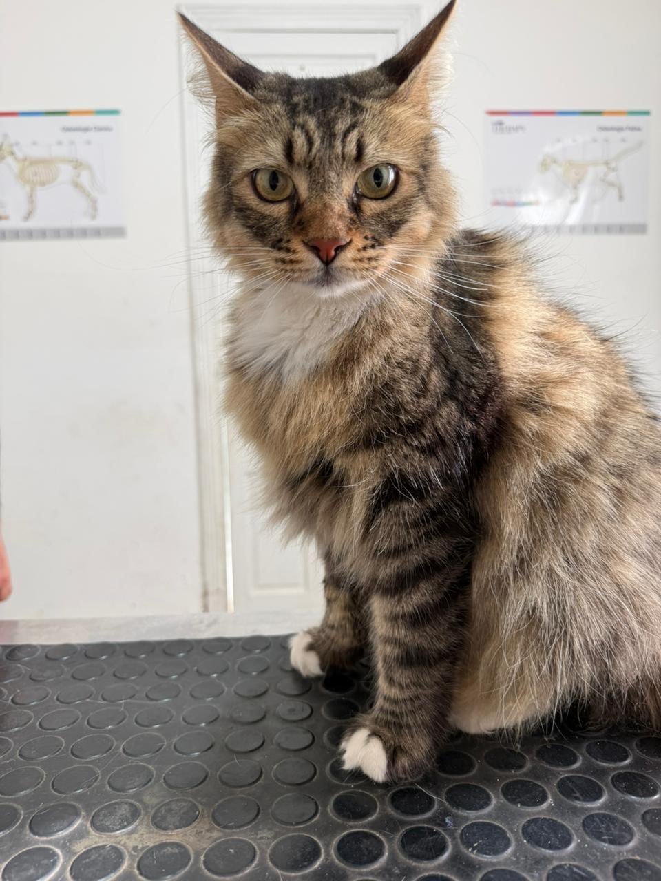 Nova Pintos - paciente de Urgencias Veterinarias Santa Fe