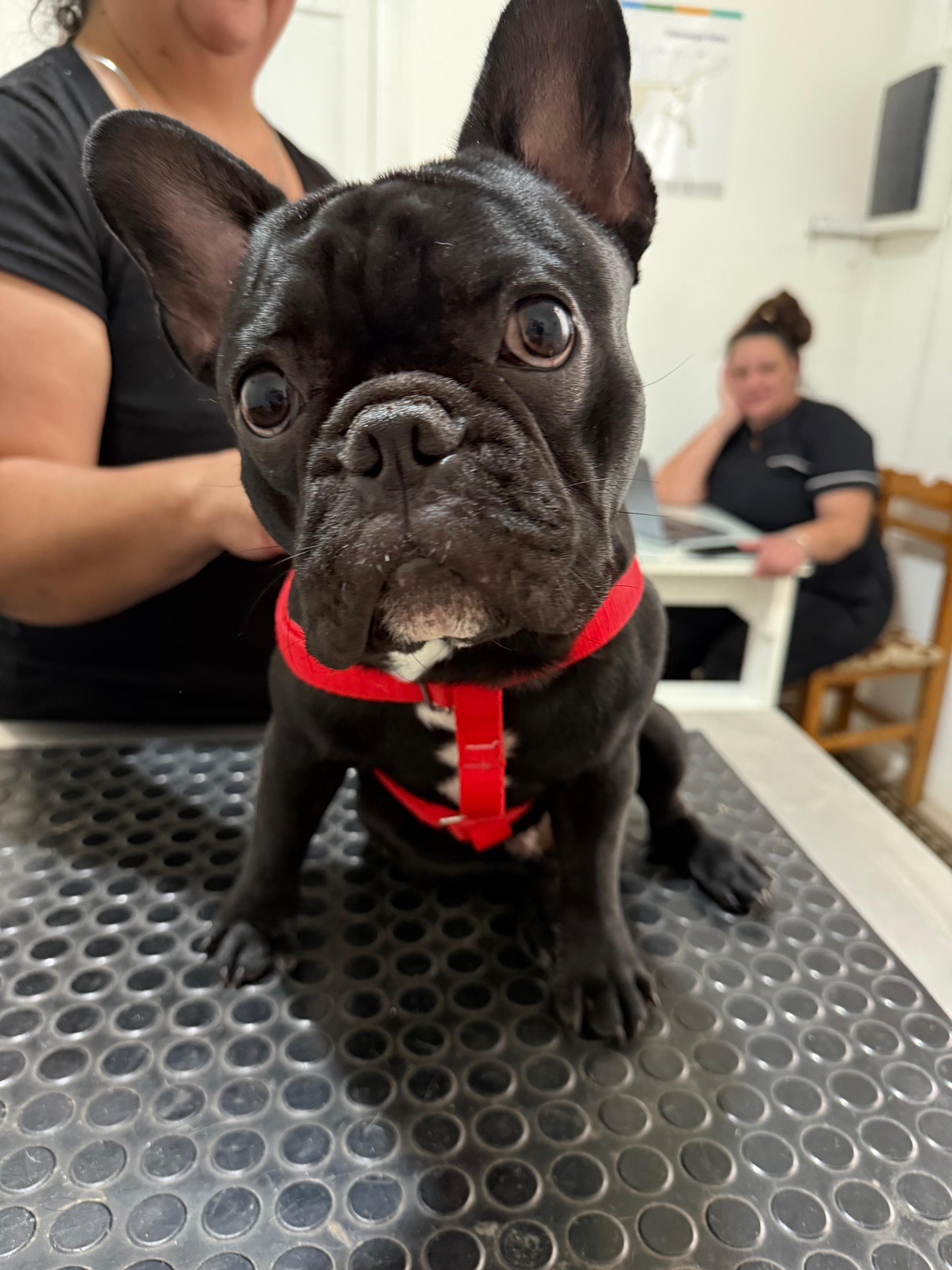 Rocky Sastre - paciente de Urgencias Veterinarias Santa Fe