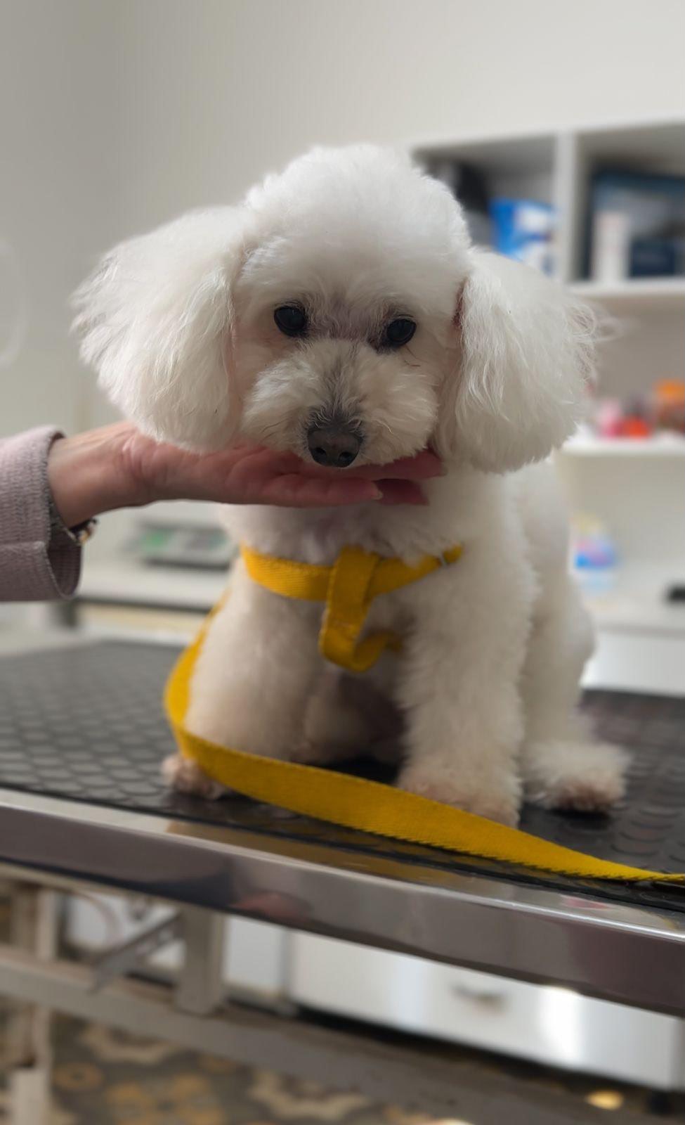 Rumi Nicola - paciente de Urgencias Veterinarias Santa Fe