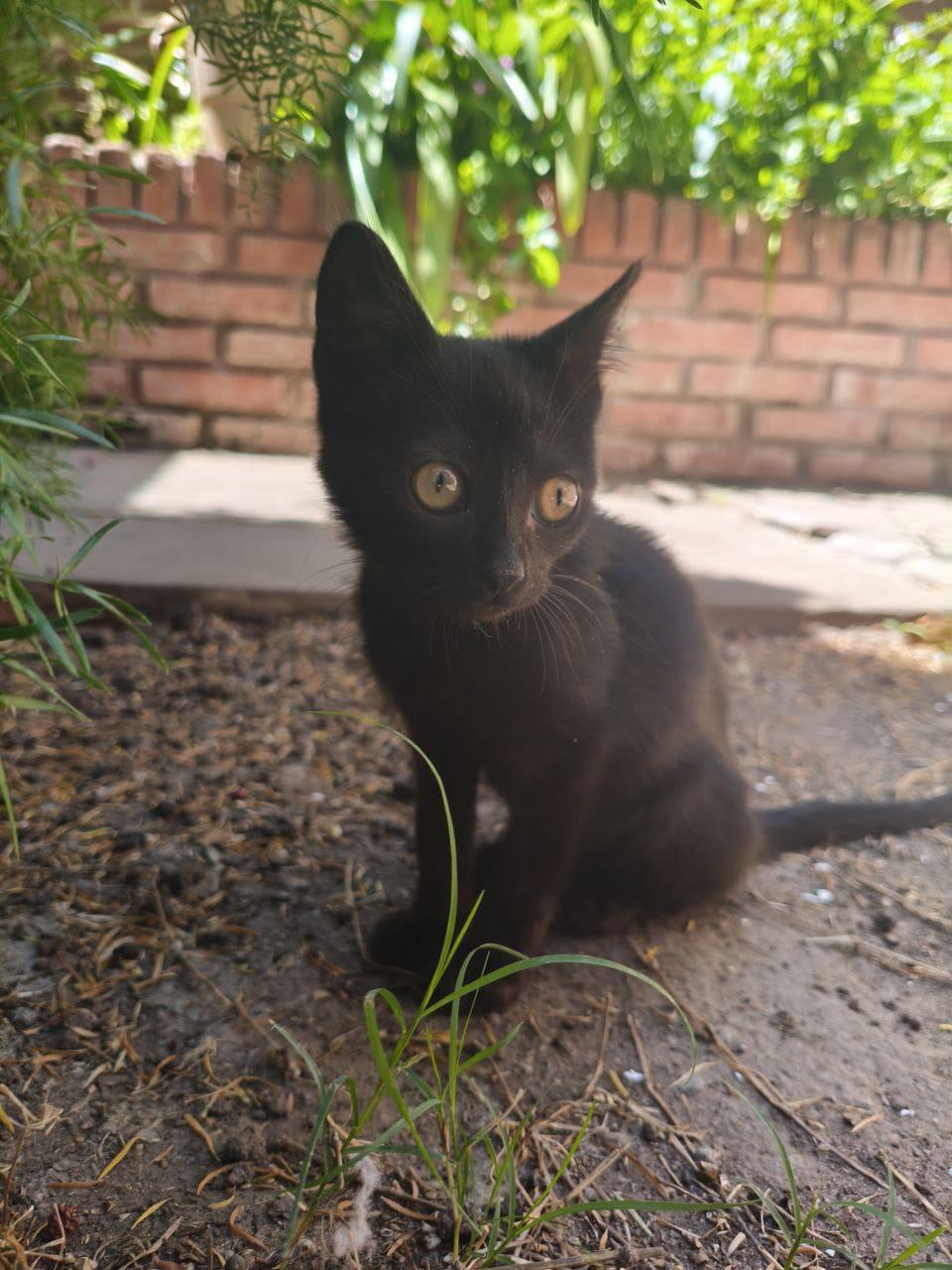 Helvetica Rodríguez - paciente de Urgencias Veterinarias Santa Fe