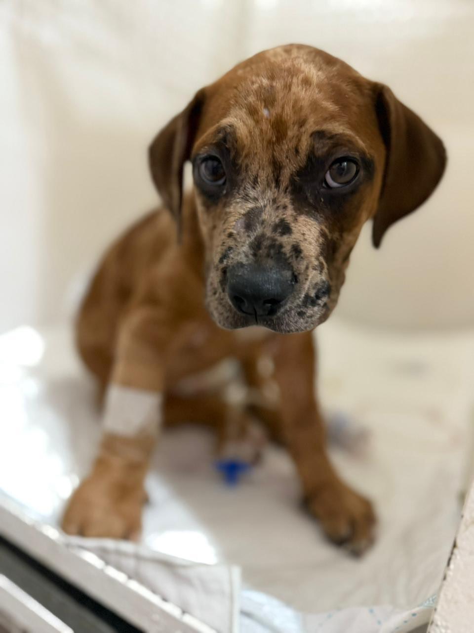 Jagger Villalobos - paciente de Urgencias Veterinarias Santa Fe