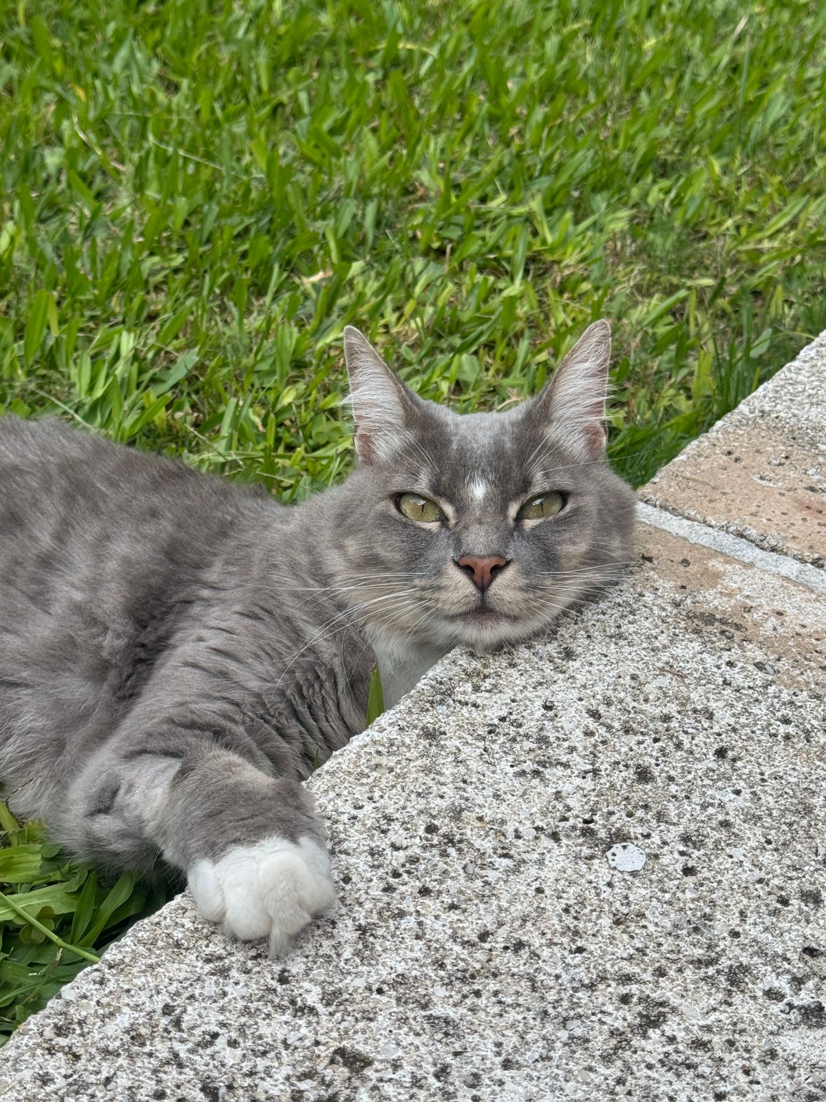 Kakashi Silvestrini - paciente de Urgencias Veterinarias Santa Fe
