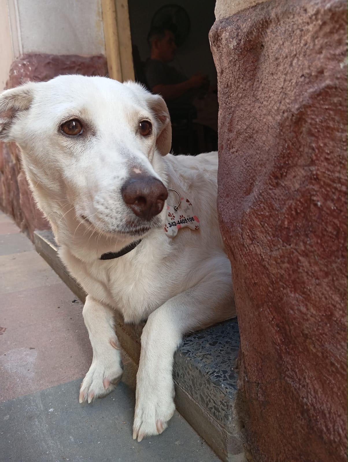 Aurora Gallotto - paciente de Urgencias Veterinarias Santa Fe