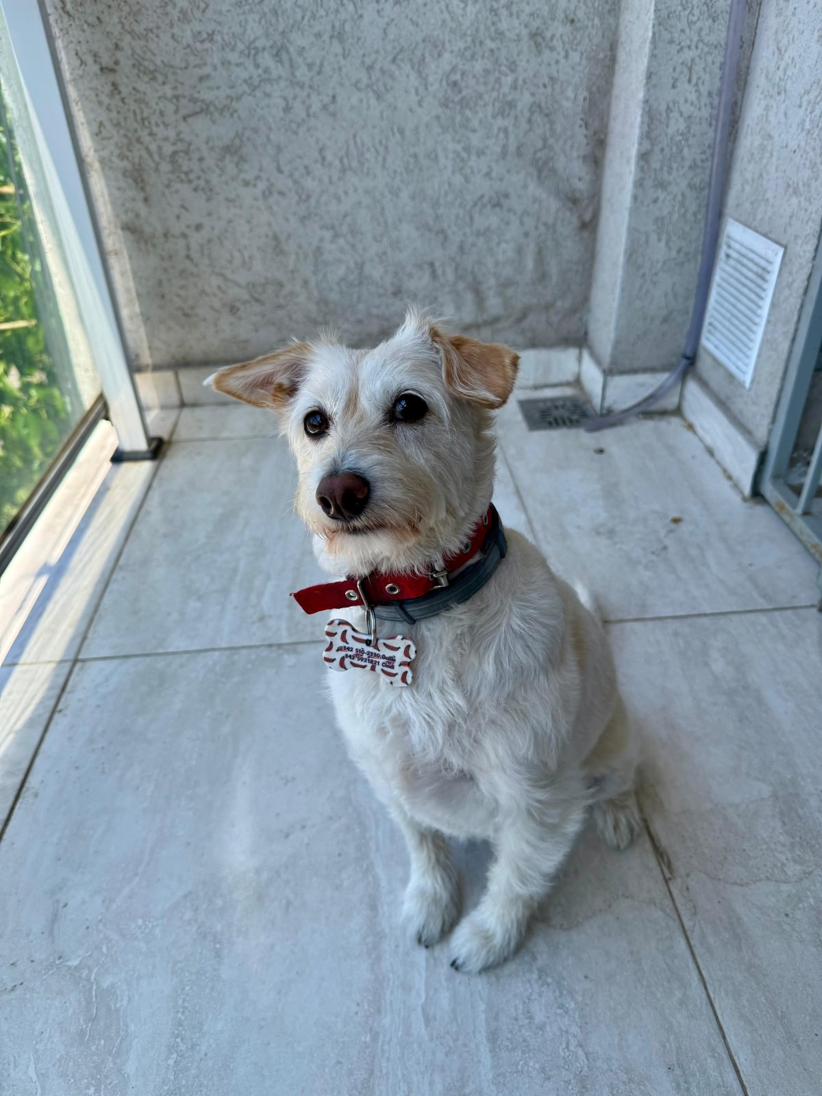 Cleo Sambade - paciente de Urgencias Veterinarias Santa Fe