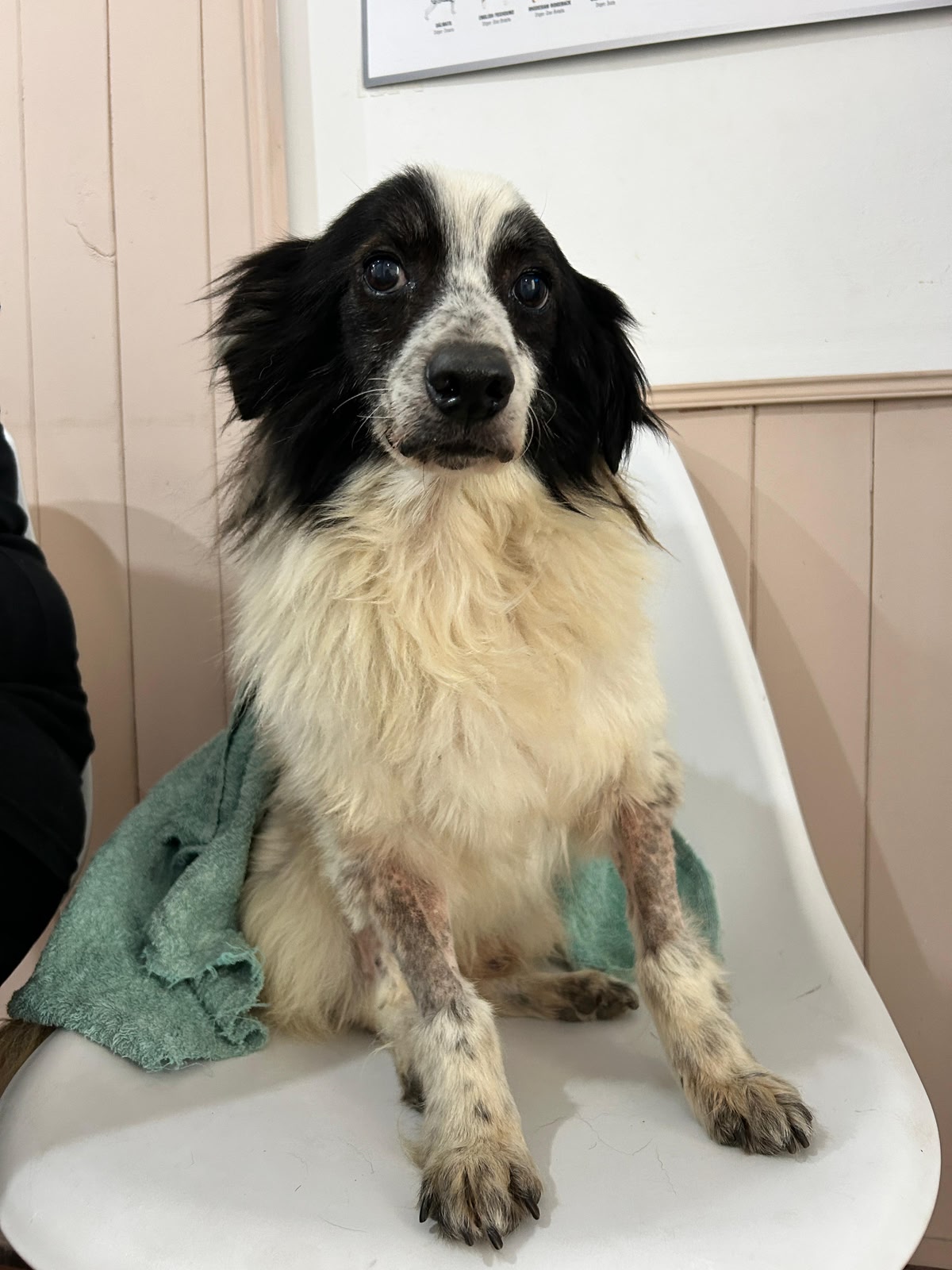 Coco Paye - paciente de Urgencias Veterinarias Santa Fe