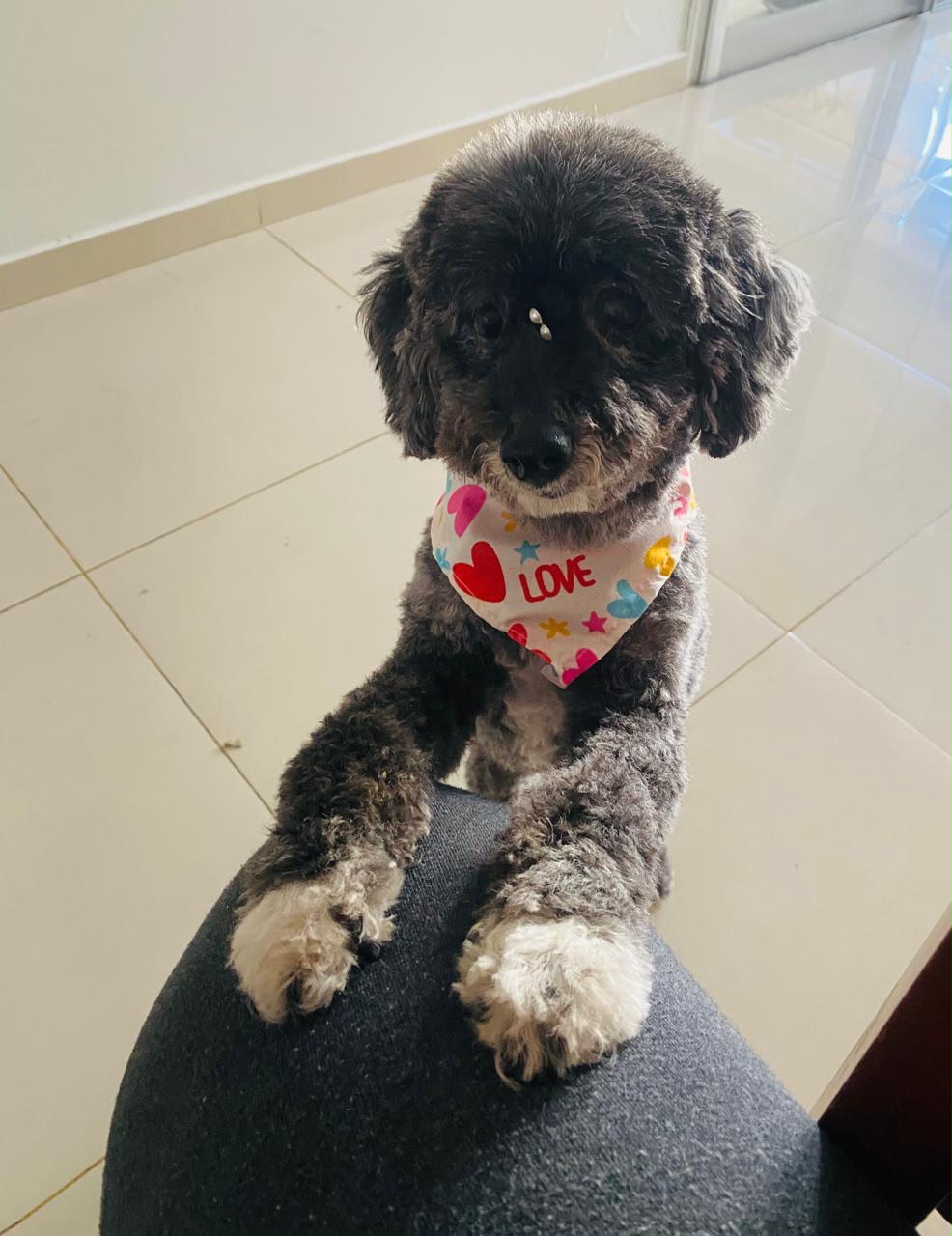 Loli Delvo - paciente de Urgencias Veterinarias Santa Fe