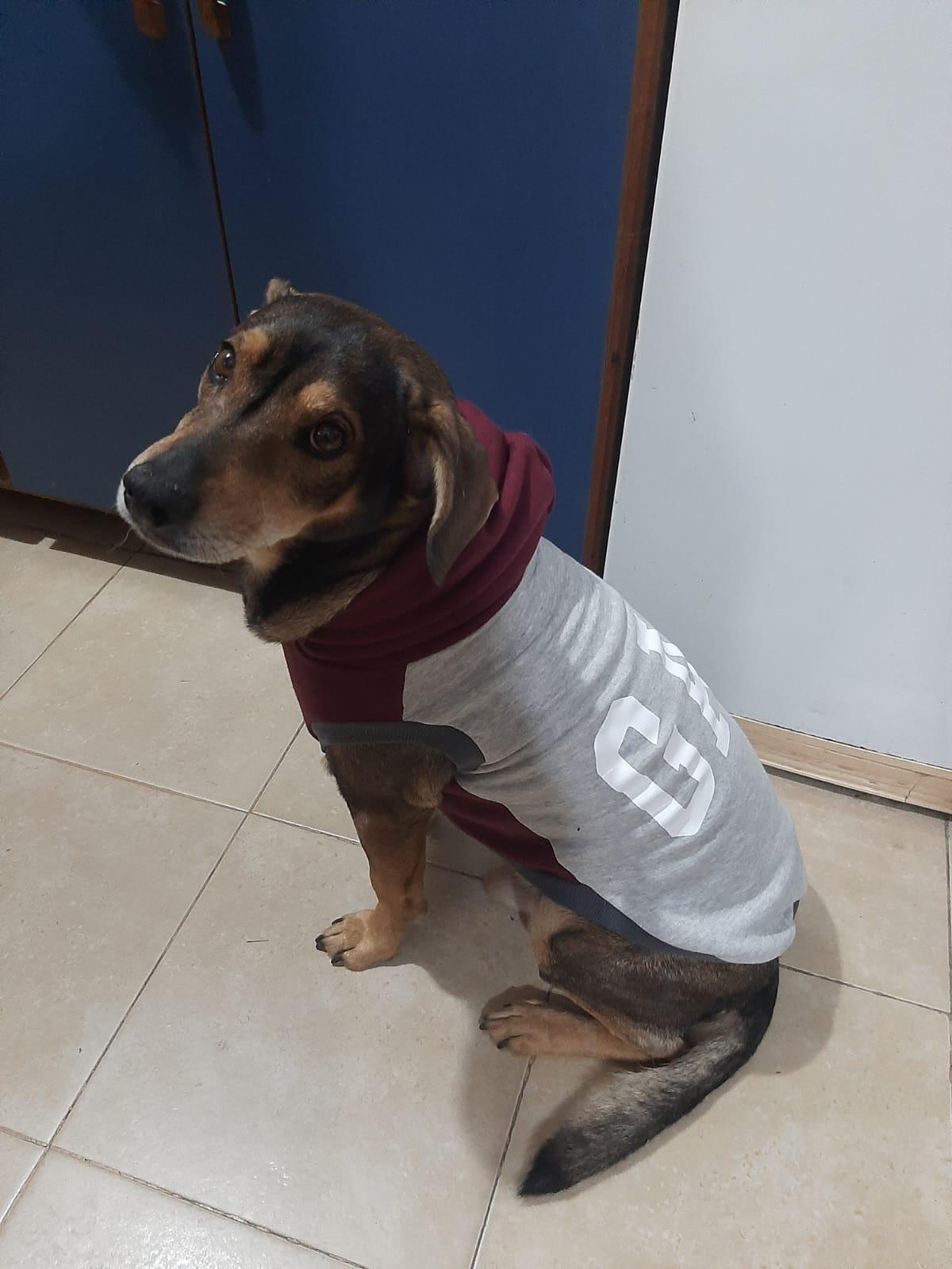 Pancho Fridman - paciente de Urgencias Veterinarias Santa Fe