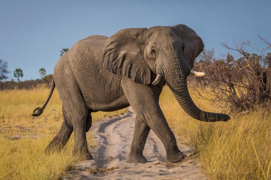 Tiny elephant in your house