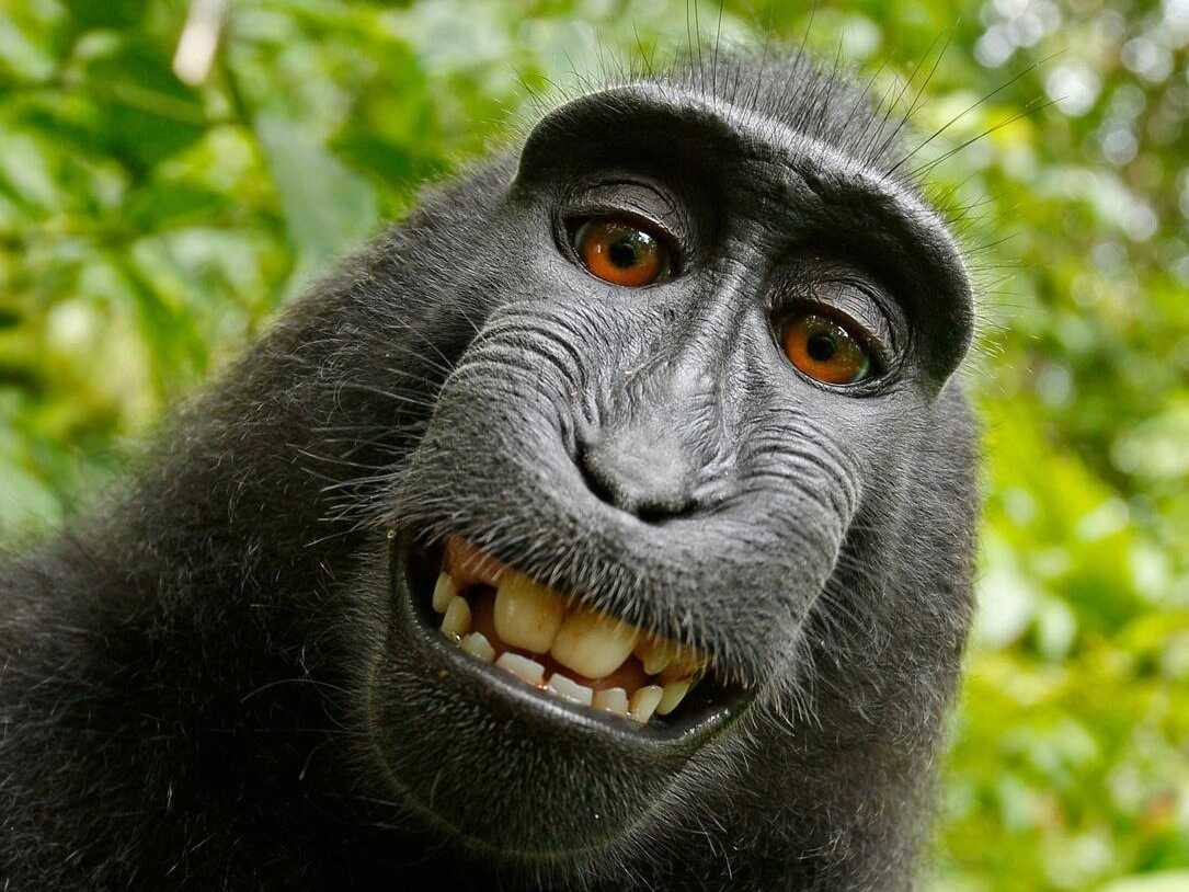 King Kong