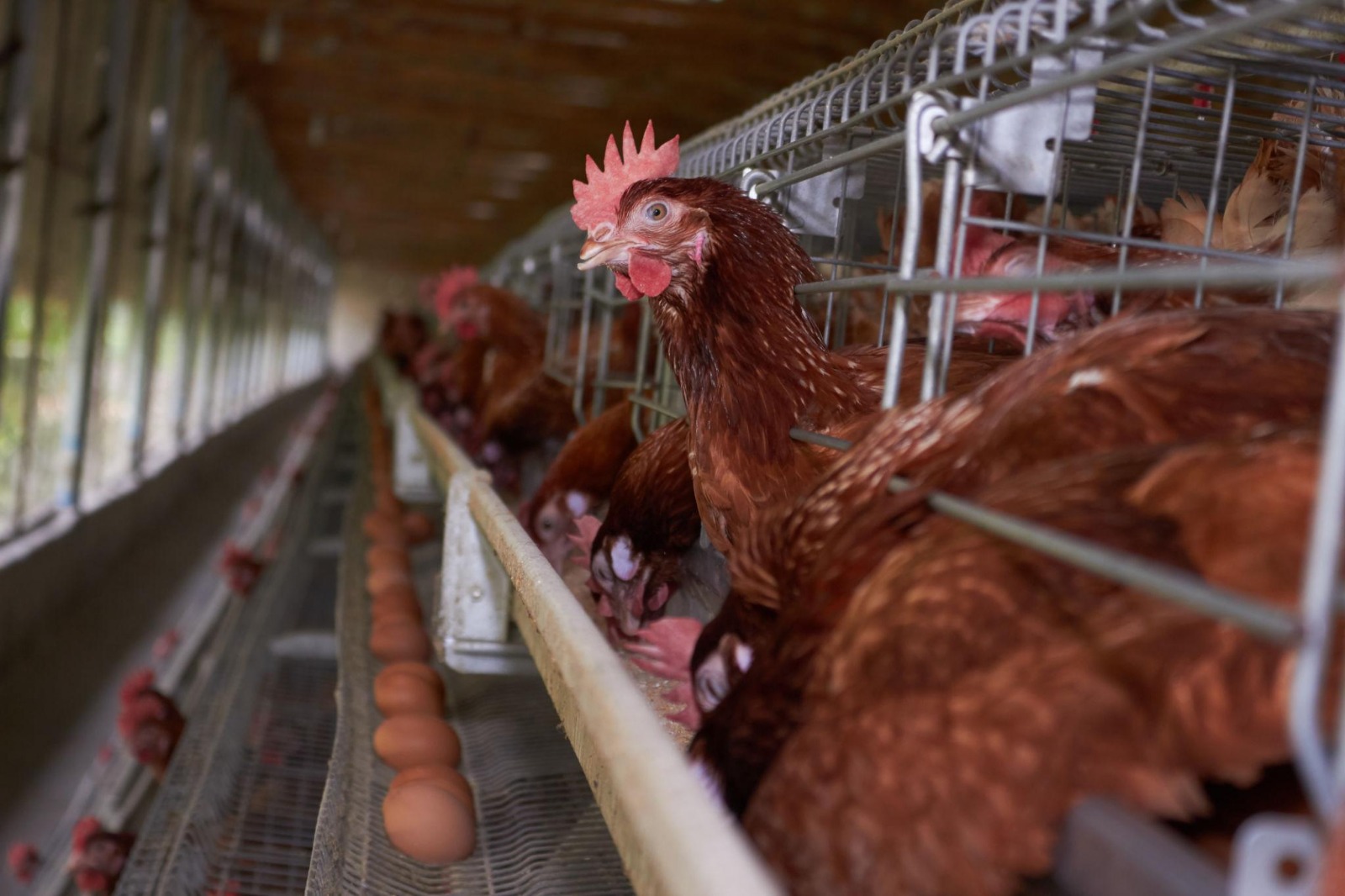 Churem Farms egg production