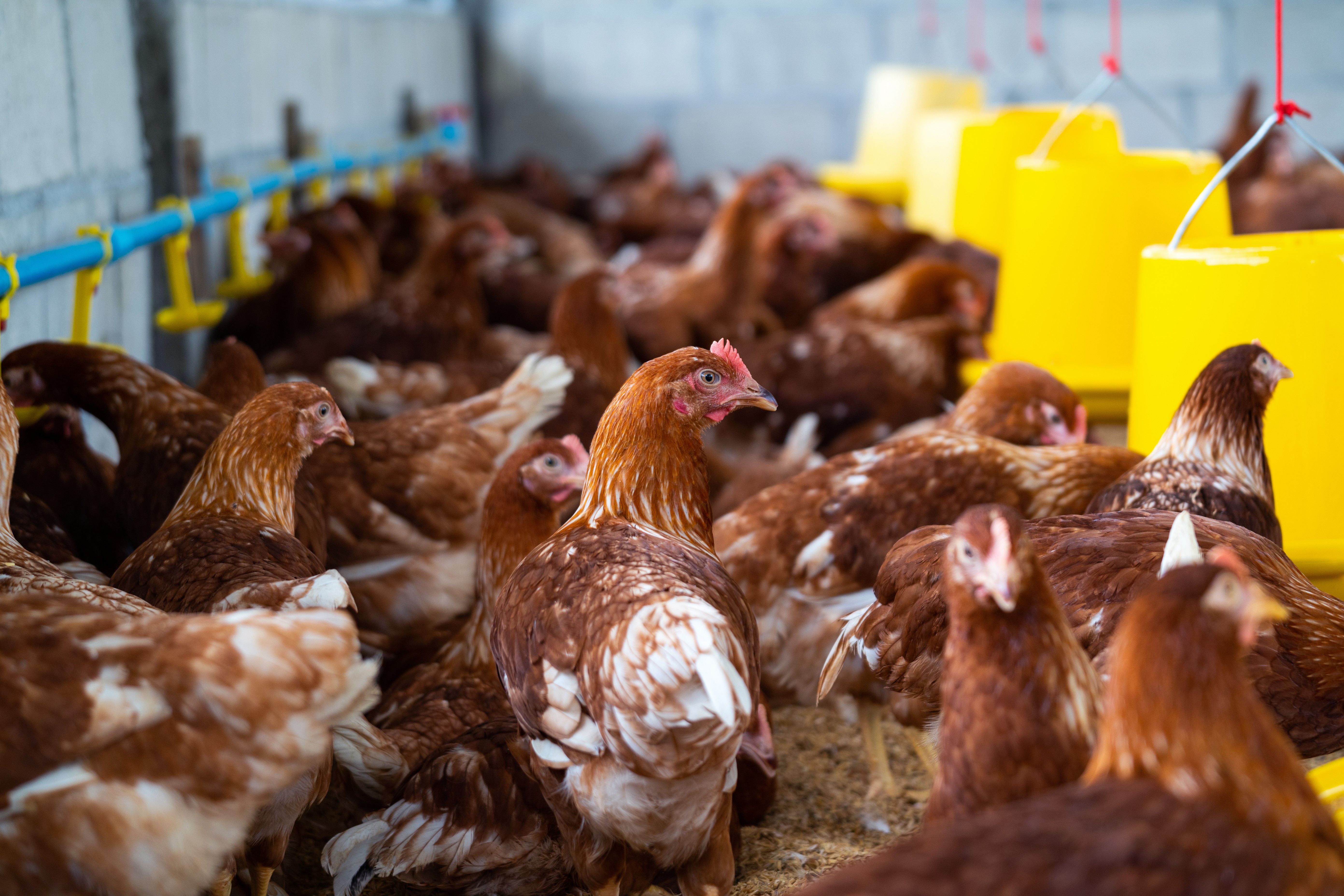 Churem Farms 10000 bird capacity
