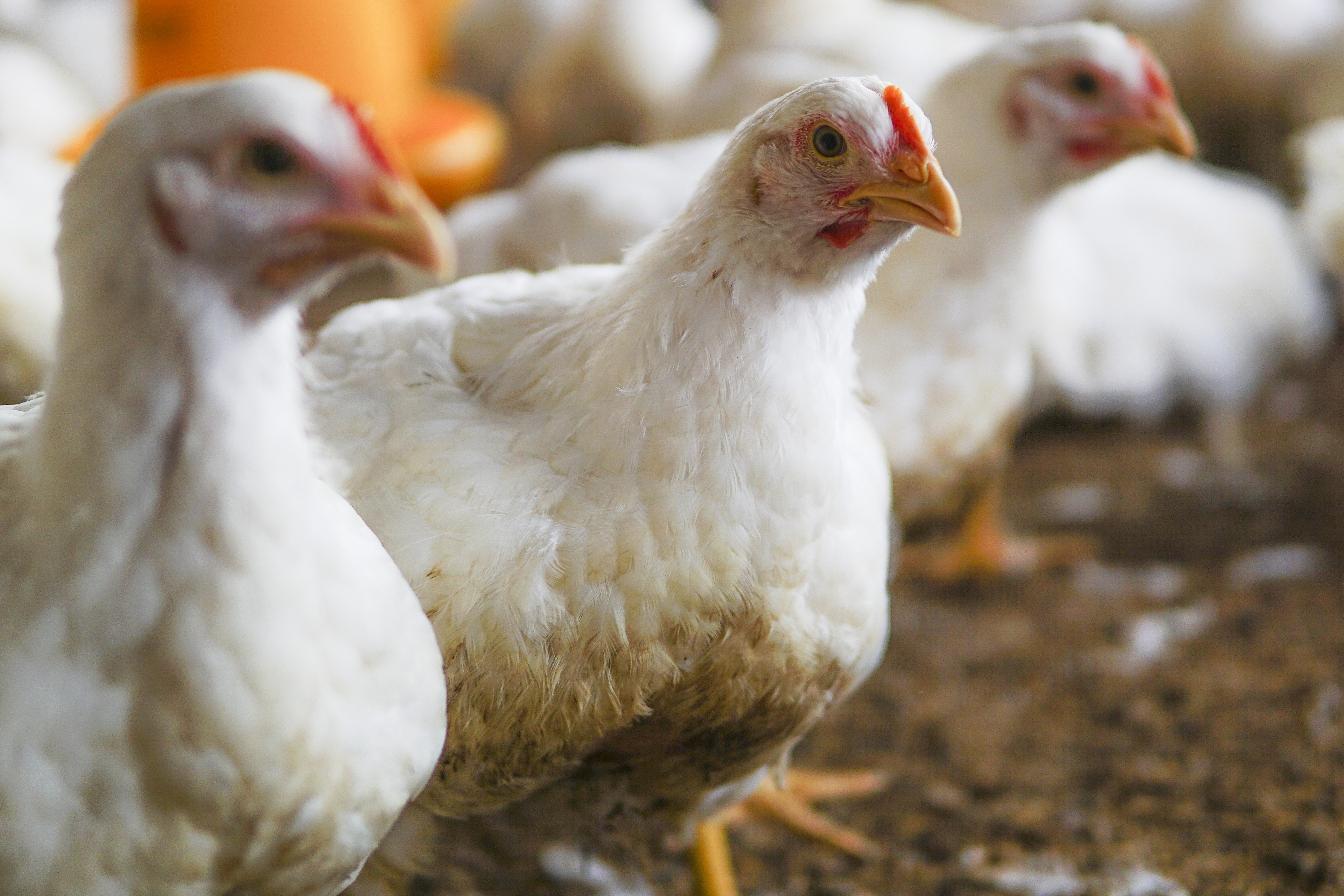 Layer hens ready to lay