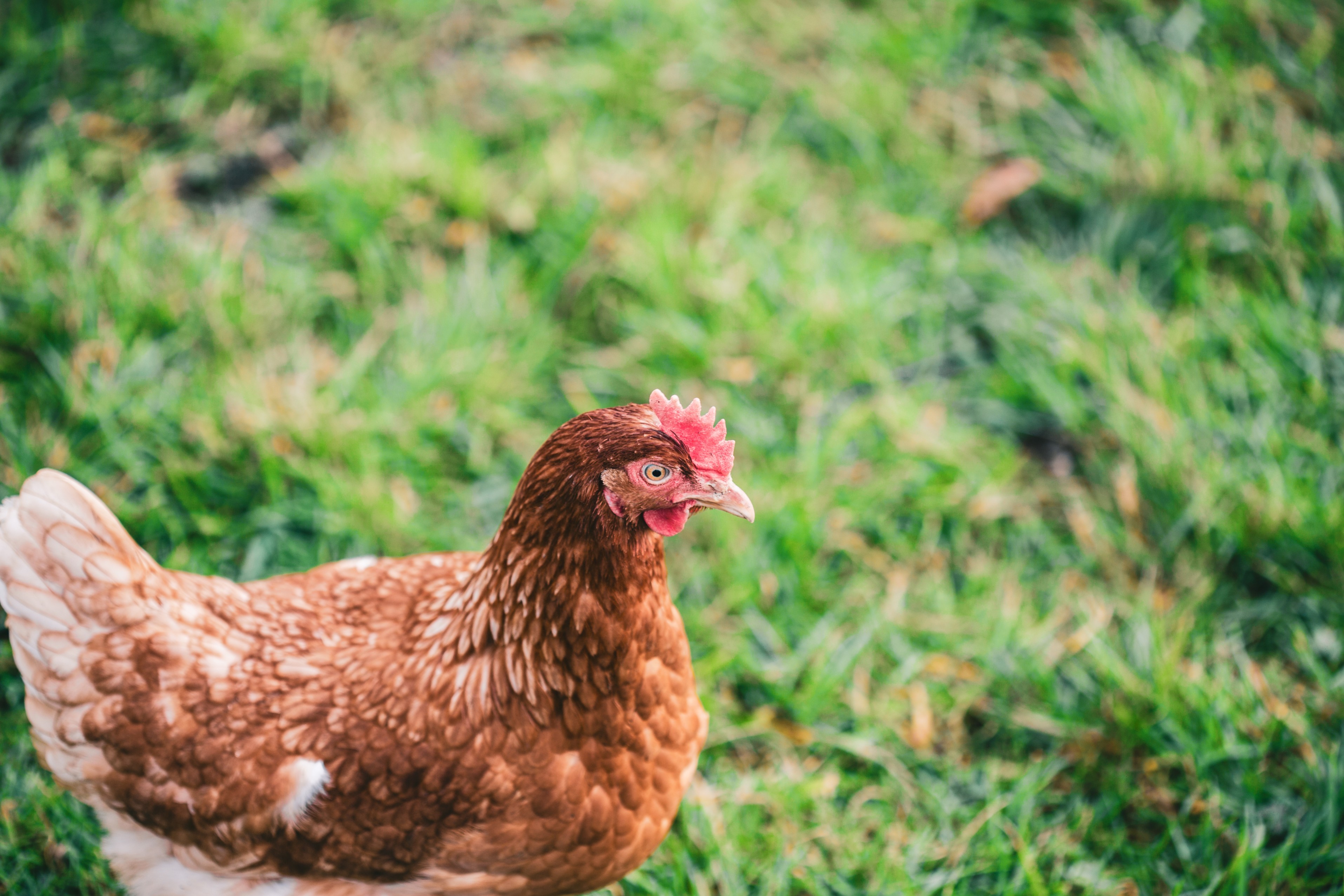 Churem Farms poultry farm