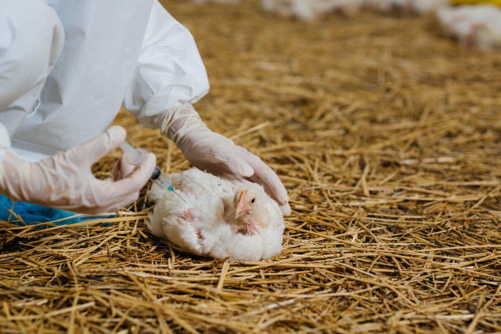 Vaccination schedule laying birds