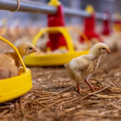 Farm Operations