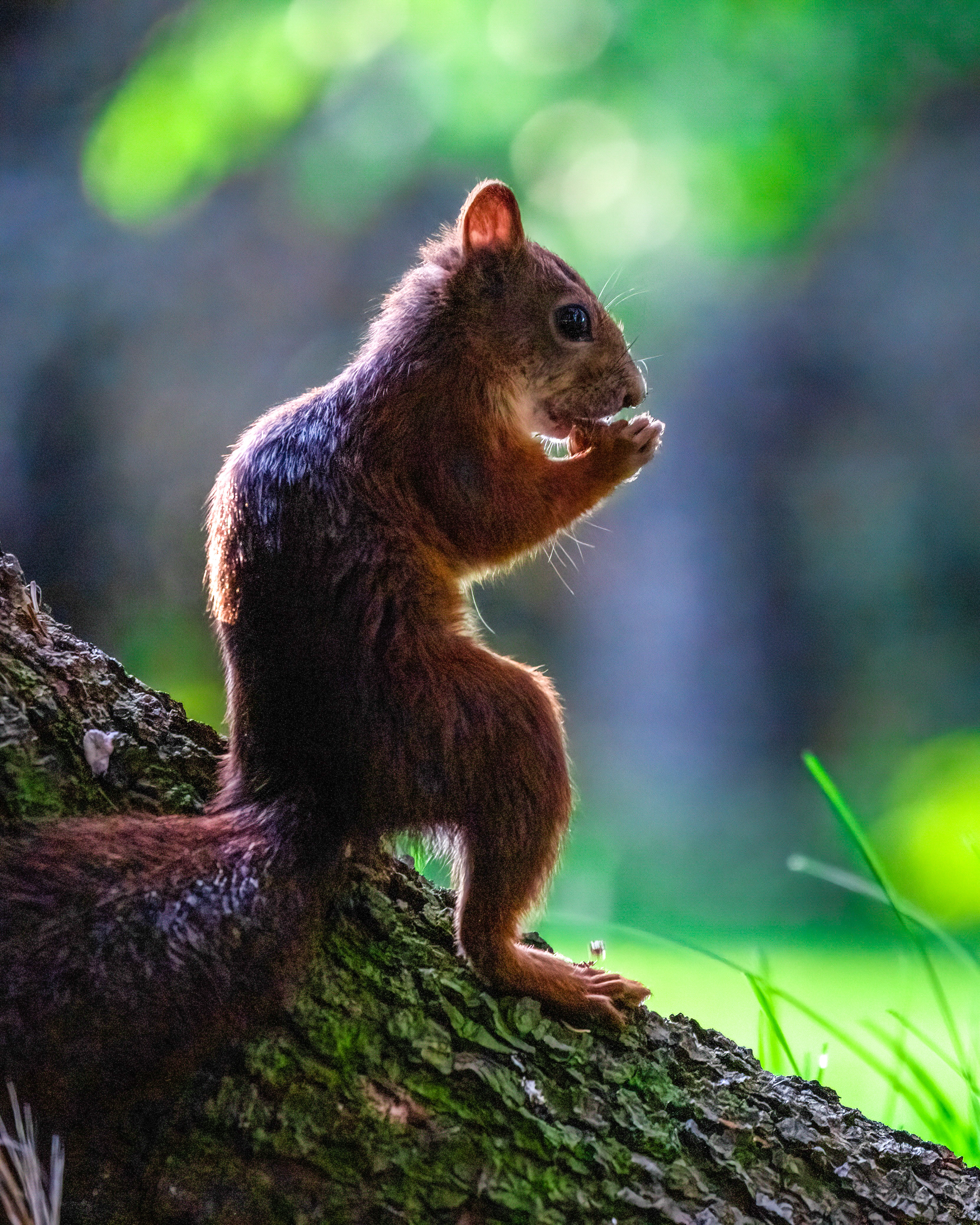 denoise_DSF1314_kswrra