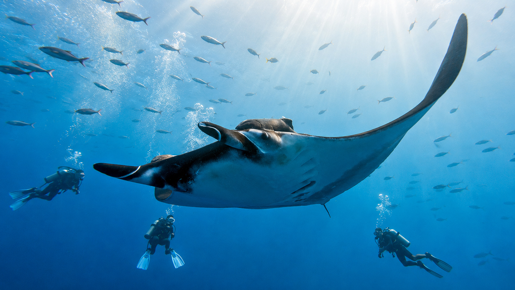 Oceanic manta ray at Koh Bon and Koh Tachai