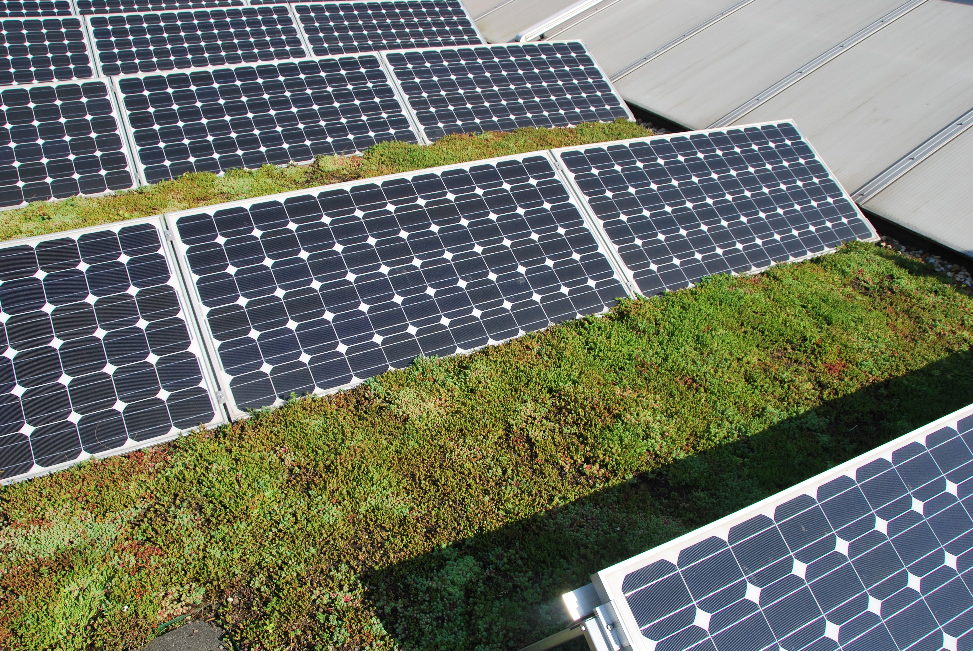 Afbeelding nieuws item Zonnepanelen op groen dak leveren hoger rendement