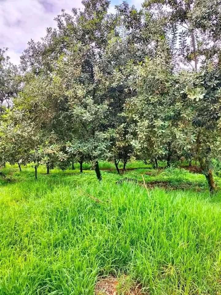 1/8 acre plot for sale Juja flyover along Gatundu road -2.5m