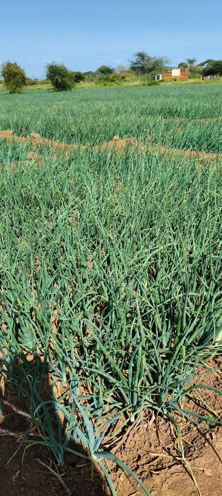 10 acres for sale in Kajiado South,kimana 