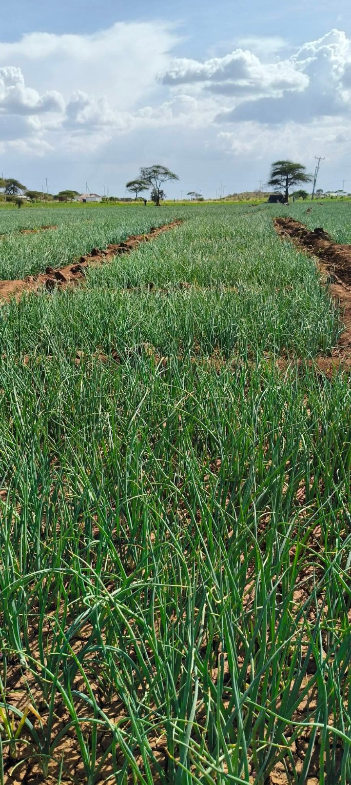 10 acres for sale in Kajiado South,kimana 