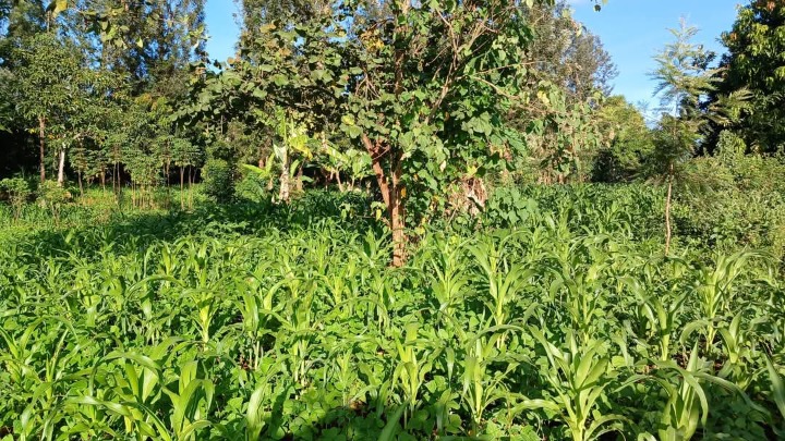 2 Acres for sale in Murang'a, marangua,Saba Saba -6.5m
