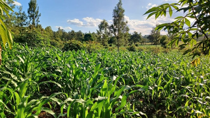 2 Acres for sale in Murang'a, marangua,Saba Saba -6.5m