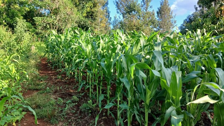 2 Acres for sale in Murang'a, marangua,Saba Saba -6.5m