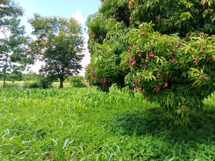1/4 acre plot for sale in Embu, kiritiri -650k