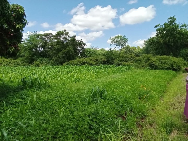 1/4 acre plot for sale in Embu, kiritiri -650k