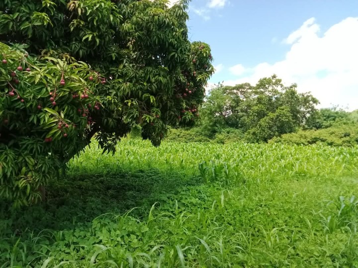 1/4 acre plot for sale in Embu, kiritiri -650k