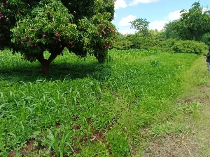 1/4 acre plot for sale in Embu, kiritiri -650k
