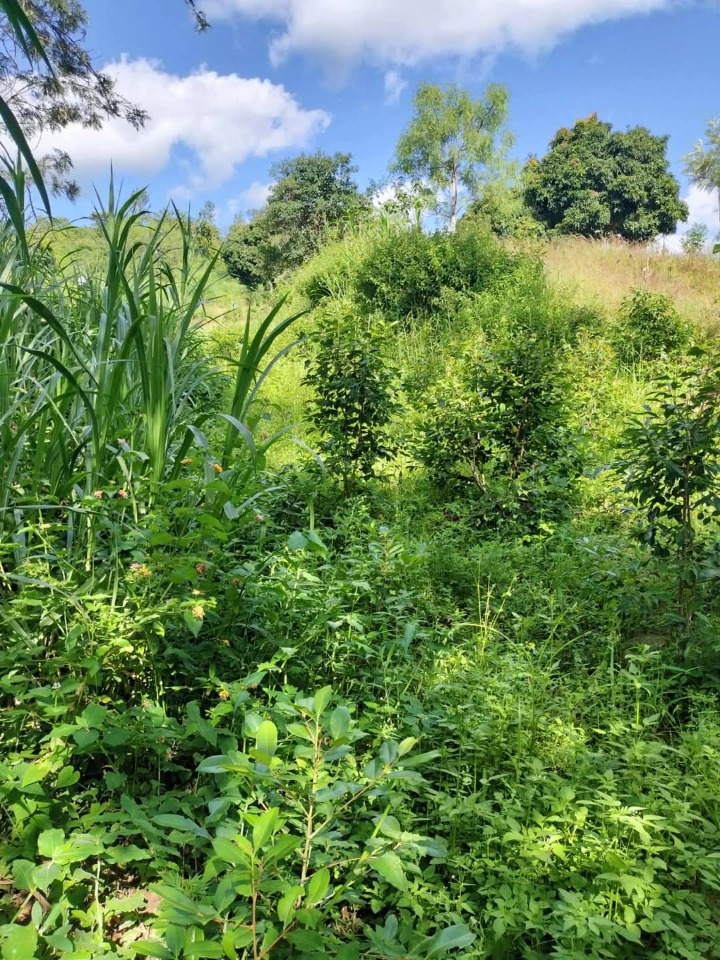 1.75 acres for sale in Embu kiritiri road 1.6m