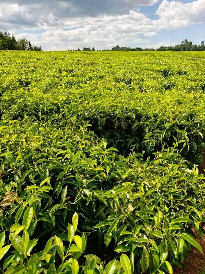 Land_plot for sale at Kiptagich old