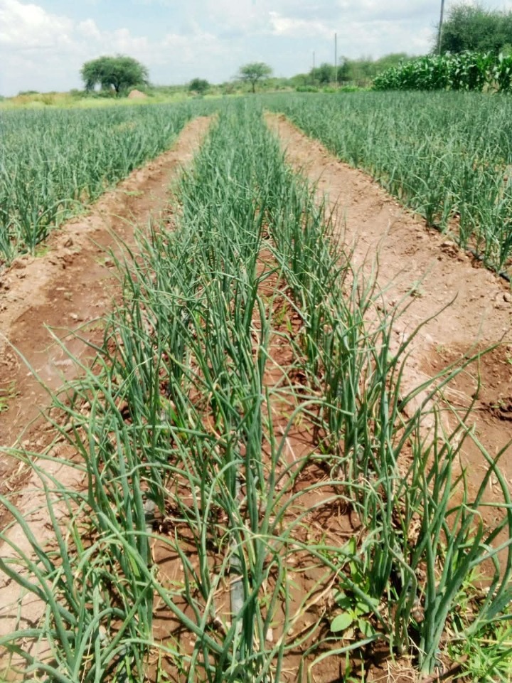 1/8 Acre for sale in magadi road, oltepesi -350k
