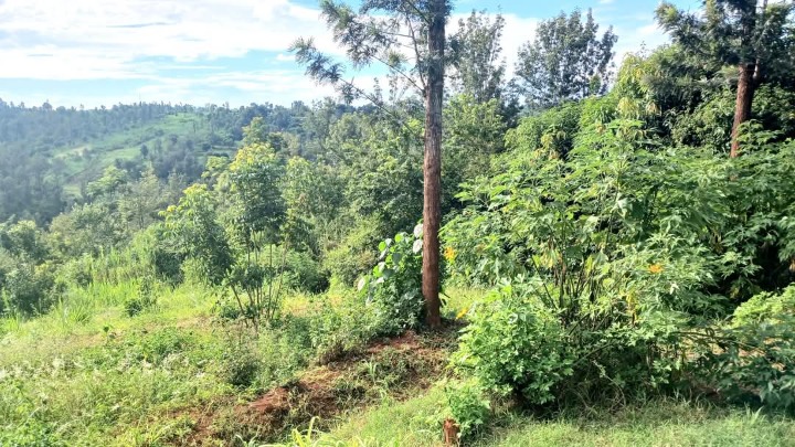 1.75 acres for sale in muranga,kiharu,mucunguca