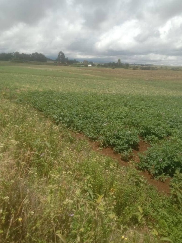 5 acres for sale in Meru county,buuri constituency,kisima,timau-9m