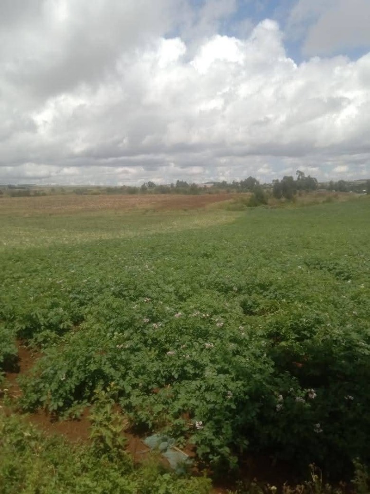 Land_plot for sale at Timau
