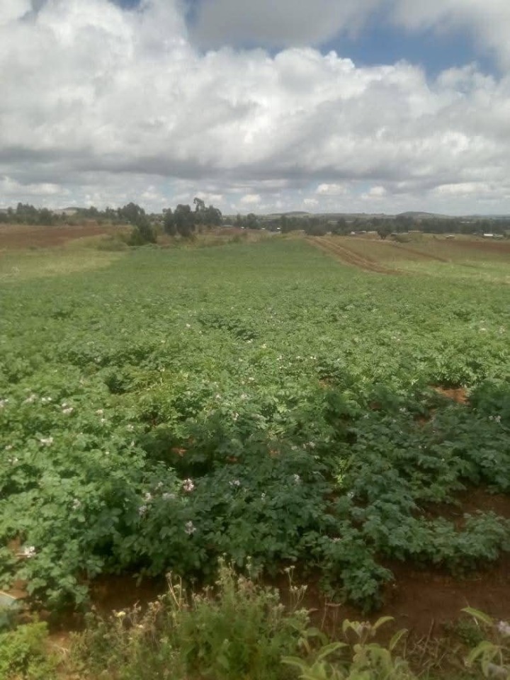 5 acres for sale in Meru county,buuri constituency,kisima,timau-9m